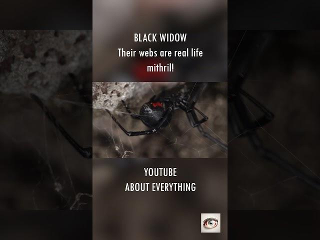 Real life mithril produced by black widows! #shorts #blackwidow #spider #mithril