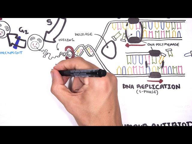 Pharmacology  - Chemotherapy agents (MOA, Alkalating, antimetabolites, topoisomerase, antimitotic )