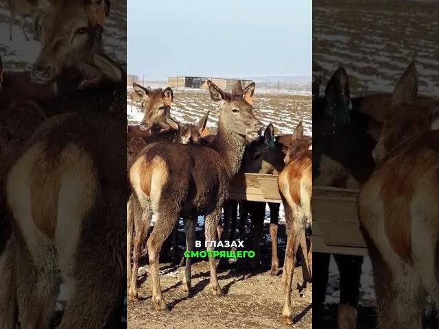 Красота в глазах смотрящего. #shorts