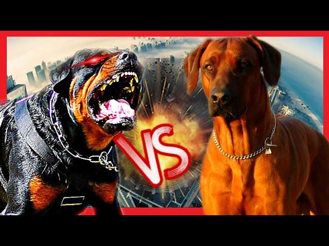 Rottweiler vs leão da Rodesia (Rhodesian ridgeback)