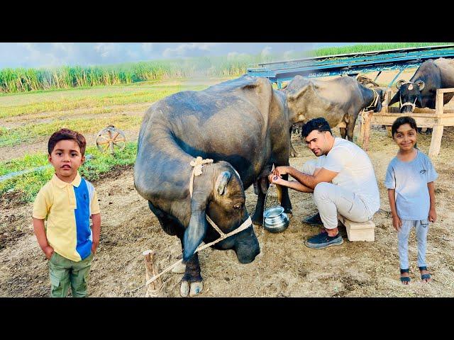 Morning routine in Happy Joint Family Village | Pakistan Village life | Shoaib Maharzada