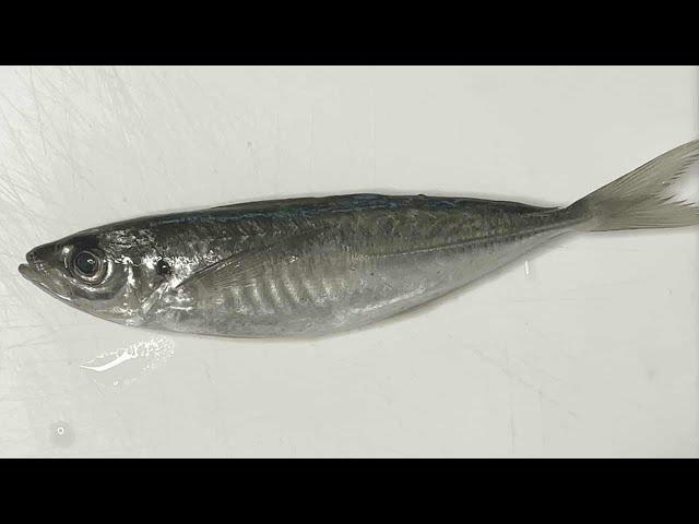 Butterflying Horse Mackerel for Aji Fry