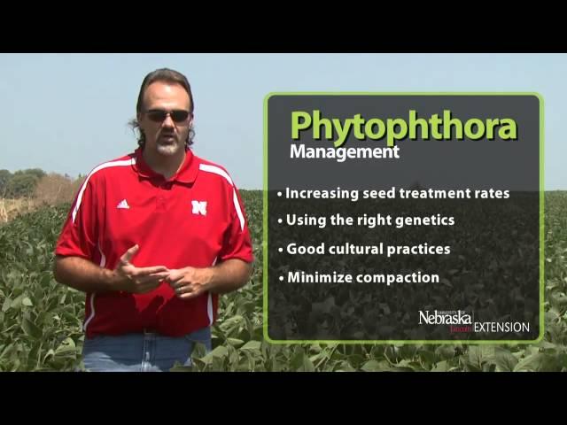 Managing Phytophthora Root and Stem Rot of Soybean