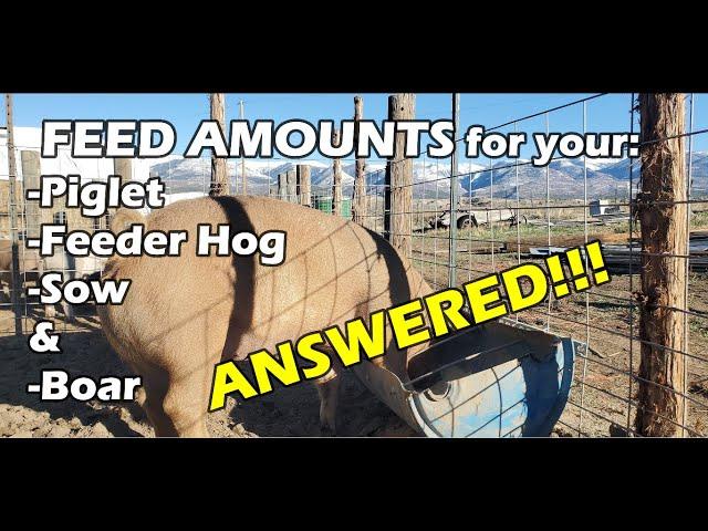 How much daily FEED ration to give your PIG - ANSWERED!!!