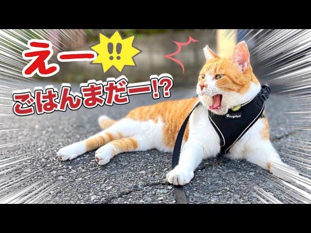 「ごはん」しびれを切らし喋りだした猫｜The Cat That Got Tired of "Food" And Started Talking