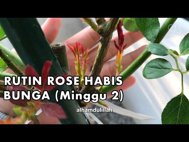 [BARAKALLAHUFIK] RUTIN HABIS MUSIM BUNGA ROS (Minggu 2) | Little SQFT