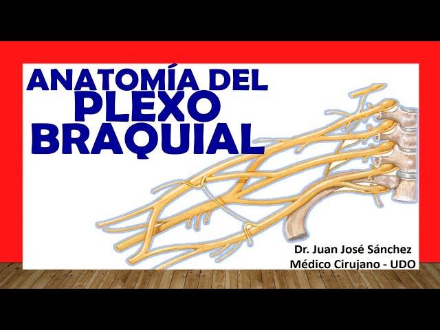  BRACHIAL PLEXUS. (Constitution, Trunks, Branches). Easy and Simple