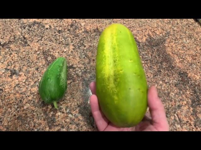 Gardening tips how to tell if your cucumber is ripe or over ripe⁉️