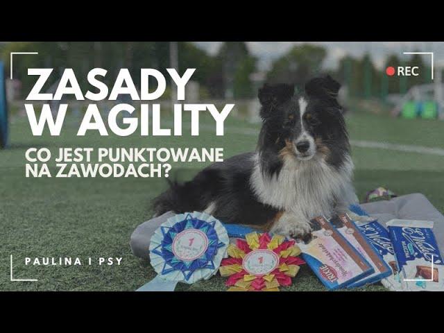 ZASADY W AGILITY: ZA CO DOSTANIECIE PUNKTY KARNE, A ZA CO DYSKWALIFIKACJĘ? | PAULINA I PSY