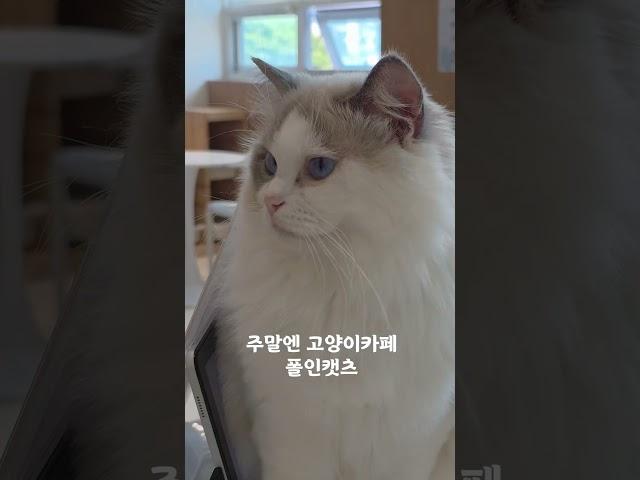 부산고양이카페 주말엔 냥멍하세요 #고양이카페 #cat #부산고양이카페 #고양이 #폴인캣츠 #부산카페 #렉돌카페 #캣카페 #주차가능 #부산아이와가볼만한곳 #부산동물카페 #부산여행