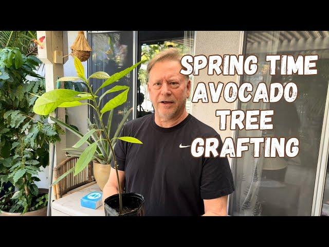 The Best time to Graft An Avocado Tree is… NOW!