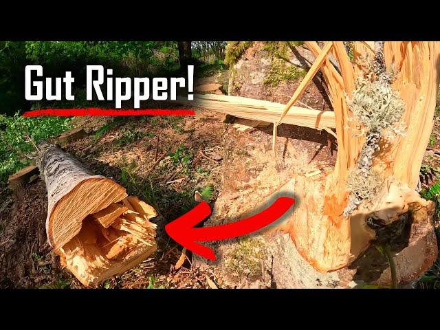 GUT RIPPING Tree Falling Method!