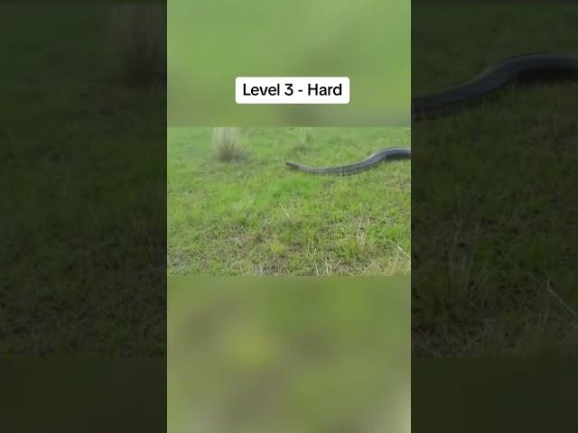 Ophidiophobia Test ️ #fyp #snake #ophidiophobia #fear #scary #tiktok #shorts