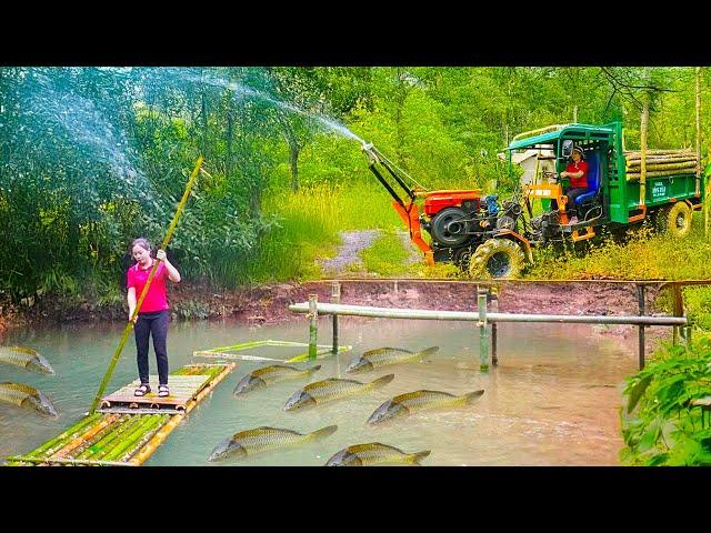 Renovate Wild Water Puddles And Release Fish To Raise - Live With Nature | Hông Vân Daily Life