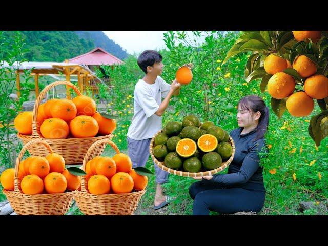 Sang vy harvests ripe oranges and chili peppers to sell at markets, vegetable gardens, green farms