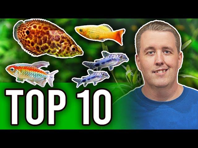 Top 10 Fish That Are Perfect For Planted Aquariums