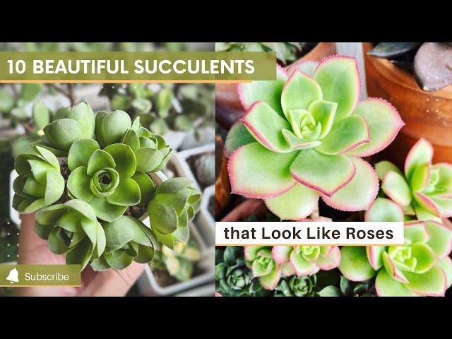 10 Beautiful Succulents that Look Like Roses