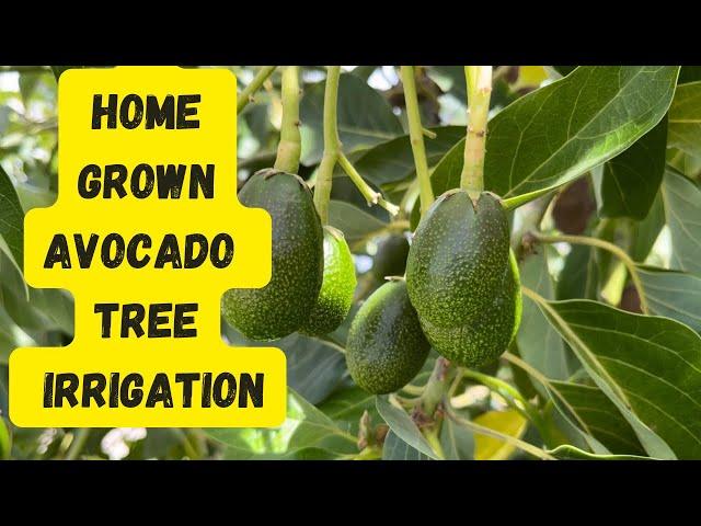 Growing Avocado Trees During A Heatwave - Irrigate Early | Multi Grafted Avocado Tree Update