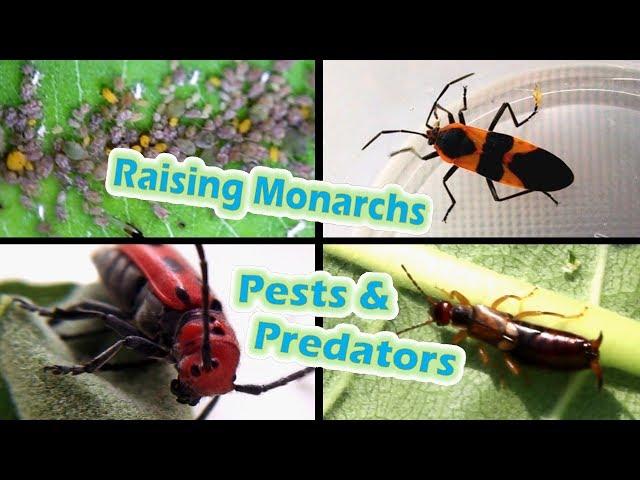 Raising Monarchs - Pests & Predators (Help The Monarch Butterfly)