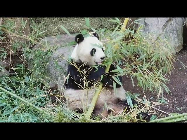 Giant Pandas Love Their Bamboo