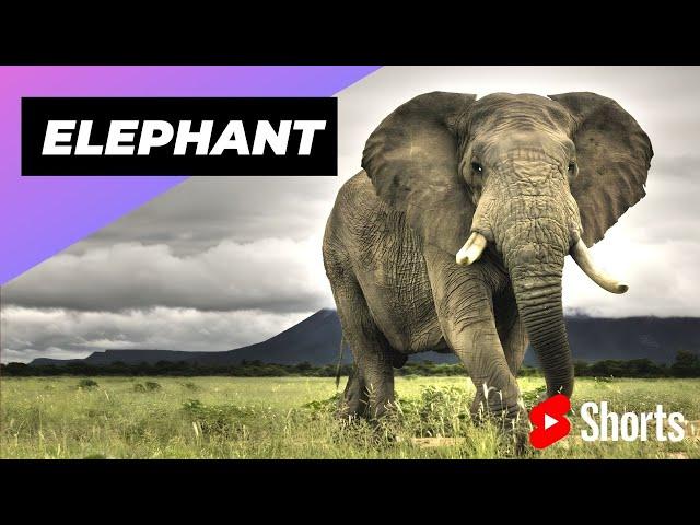 Elephant  One Of The Most Intelligent Animals In The World #shorts #elephant #intelligent animal