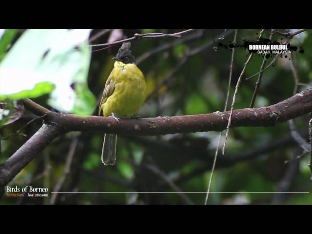 Bornean BulBul