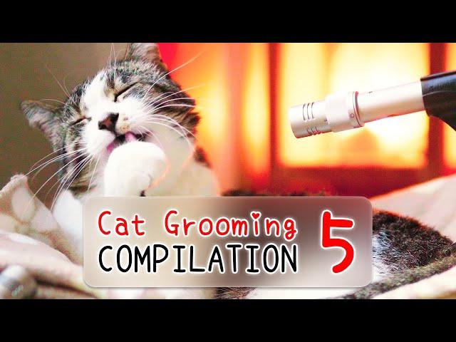 [3 HOURS]  ASMR Cat Grooming Compilation Vol. 5 | Curry Sugar Meow