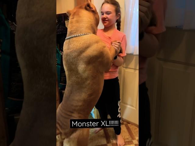 138 pound Giant XL AMERICAN BULLY #xlbully #shorts #cutedog
