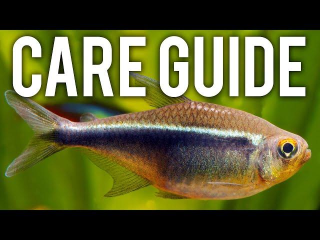 Black Neon Tetra Care Guide - Hardy, Underrated Schooling Fish