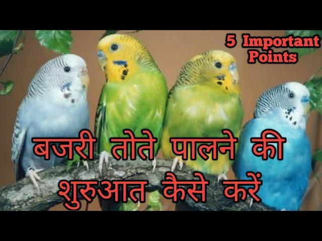 बजरी तोते पालना कैसे शुरू करे || Australian Parrots Budgies ko paalna ki shuruaat kaise kare ||