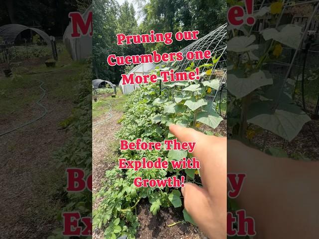 Pruning our Cucumbers One More Time!! #cucumber #regenerativeagriculture #garden