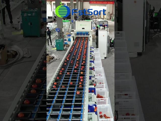 Tomato color  sorting machine,automatic tomato optical sorter,vegetable grader machine