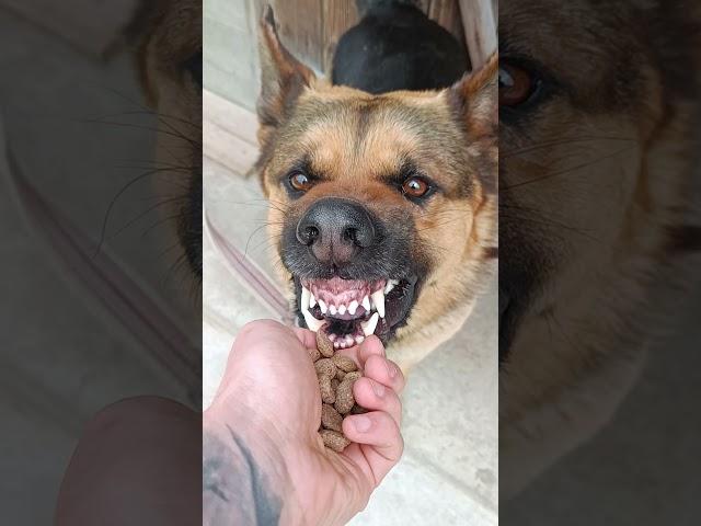 köpeğe mama verirken benim haller #shorts