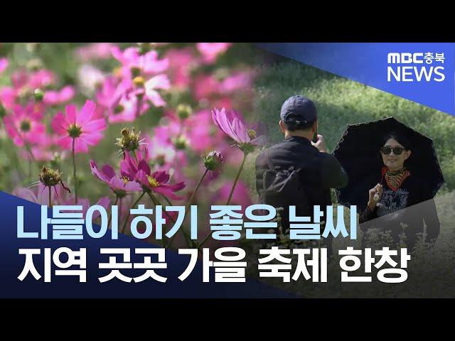 가을꽃 만개.. 풍성한 가을 축제ㅣMBC충북NEWS