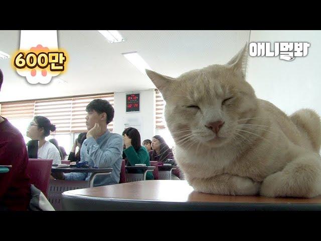 Story of How Cat That Near Death Became a College Student