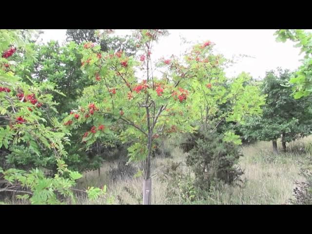 The Rowan Tree