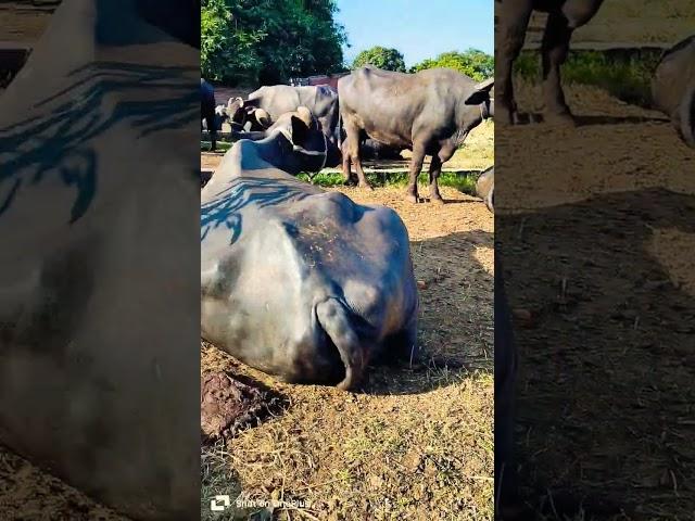 Cow Buffalo Farm !! Cow Farm !! Buffalo Farm !! Aakash Yadav Deyei !! Murrah Buffalo New Video 2024