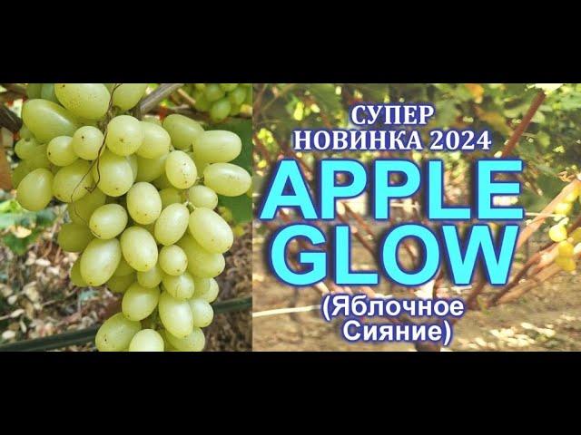 Кишмиш APPLE GLOW - Яблочное Сияние - СУПЕР НОВИНКА В УКРАИНЕ 2024 , 100% без косточек!