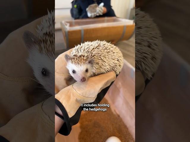 The Ultimate Pet Cafe in Japan (hedgehogs, otters & chinchillas)