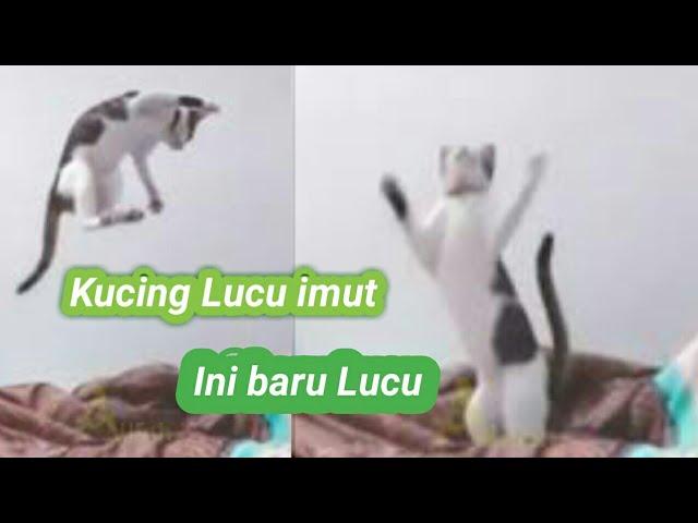 Kucing lucu imut terbaru 2020