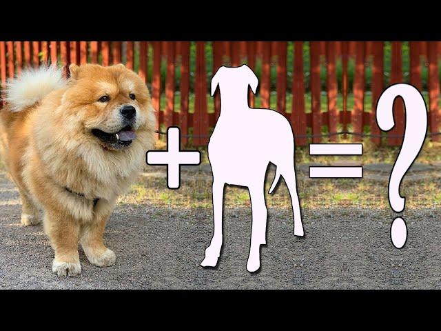 Top 10 Gorgeous Chow Chow Mix Breed Dogs | Chow Chow Cross Breeds