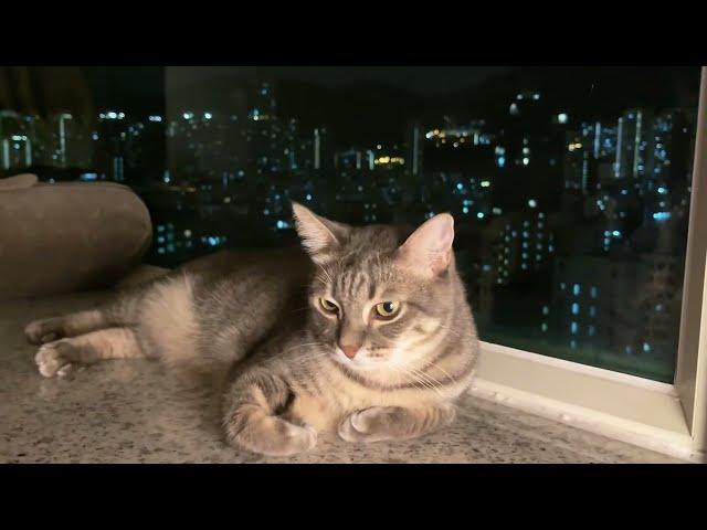 Thunderstorm w/ Cats at Home