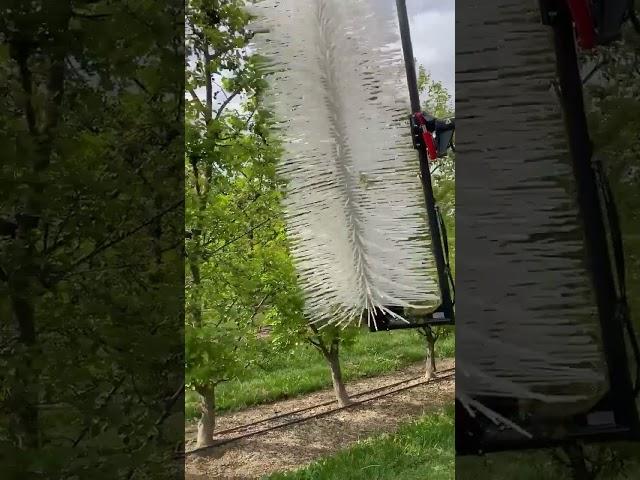 How fruit thinning is done