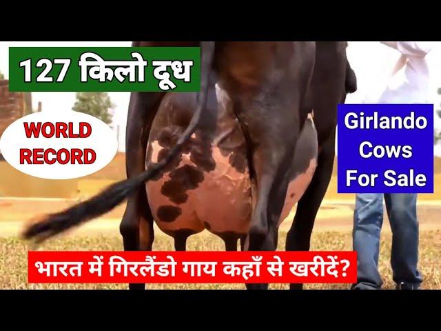 गिरलैंडो गाय भारत में कहाँ से खरीदें #Girlando_Cows_for_Sale #Girlando_For_Sale #Today_Farming_Zone