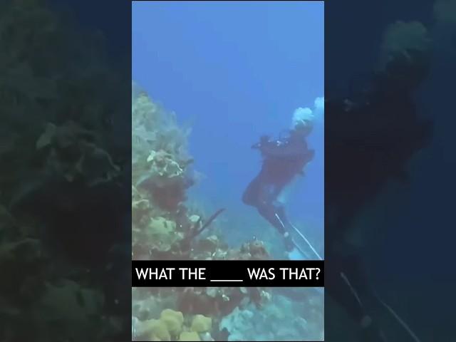 Think sonar is harmless? Think again!