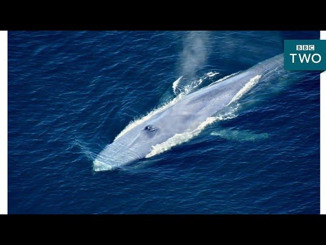 The World's Largest Animal Ever - Nature's Biggest Beasts - BBC