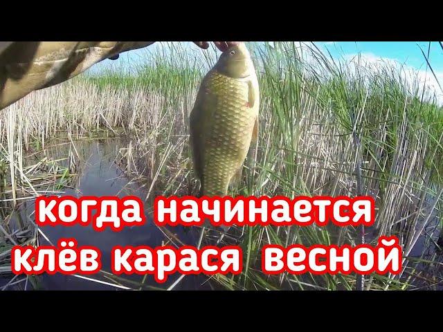 когда начинает клевать карась весной|советы ловля карася весной