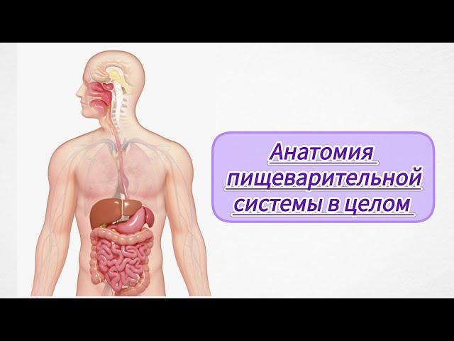 Анатомия 4 лекция. Пищеварительной системы. Полость рта, желудок, кишечник, печень, брюшина...