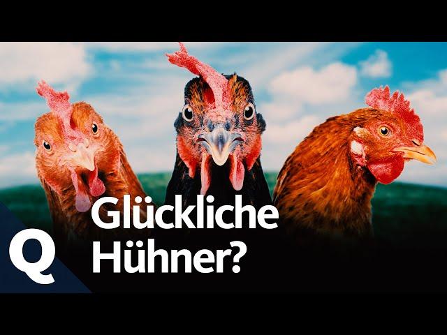 Mehr Tierwohl für Hühner: Was jeder dafür tun kann (Ganze Folge) | Quarks