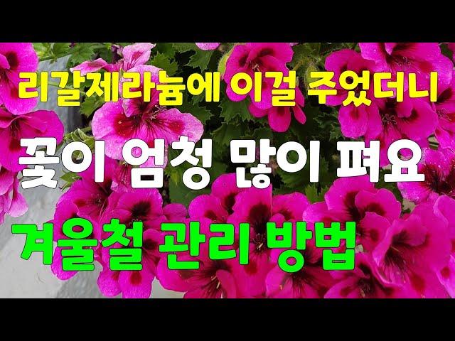 리갈제라늄 풍성하게 잘 키우는 방법.      겨울철 관리방법